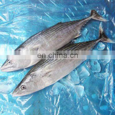 china frozen striped bonito sarda sarda orientalis