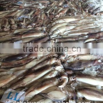 Size 400 -600g frozen Argentina Squid Head