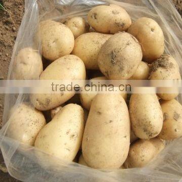 2015 Best Quality of the Potato in Anqiu photo-5