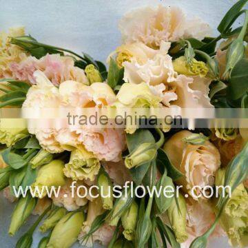 Wholesale Fresh Cut Flowers Fresh Flowers Wholesale Fresh Lisianthus From China