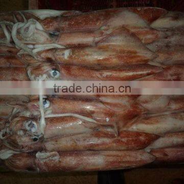 SEAFROZEN LOLIGO SQUID WHOLE