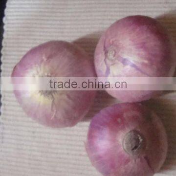 Fresh Red Onion