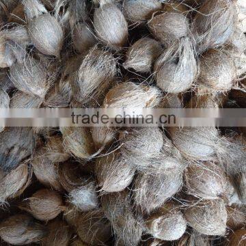 Fresh Frozen Coconuts photo-5