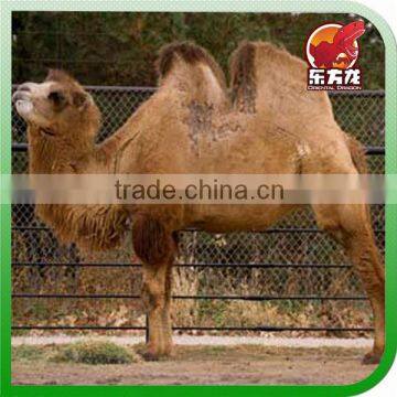 Artificial camel model statue