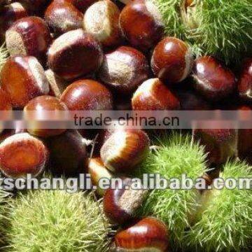 new crop fresh chestnut from planting base(organiic food)