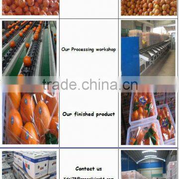 top quality wax navel orange from china