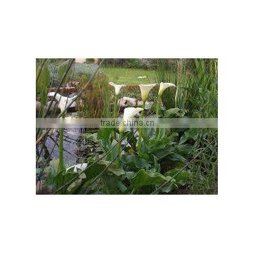 Zantedesia aethiopica Calla Lily White Calla Lily