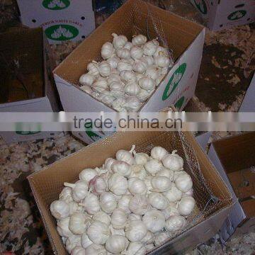 Chinese white garlic