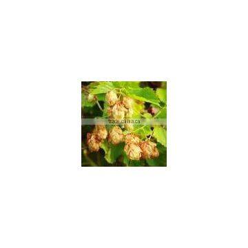 Hops Extract Powder