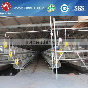 20000 Layer Farm Equipment Large Scale Automatic Project photo-6