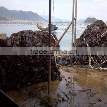 Top Dried Kelp Seaweed Cut,Laminaria Japonica,dried Seaweed Price,seaweed Snack/soup photo-4