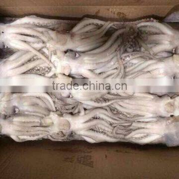 Frozen squid tentacles/squid head from food distributors