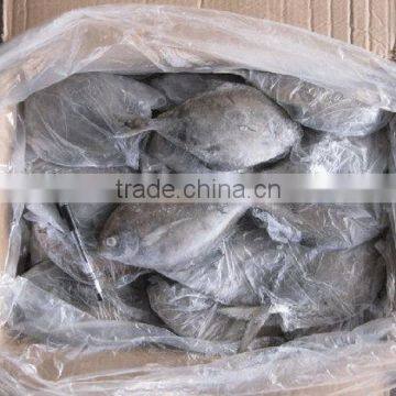 BLACK POMFRET/ CHANDA/ BUTTERFISH photo-4
