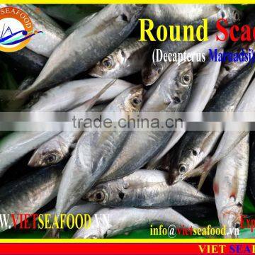 FROZEN MARUADSI WHOLE ROUND (ROUND SCAD) photo-3