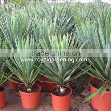 Yucca Filamentosa photo-2