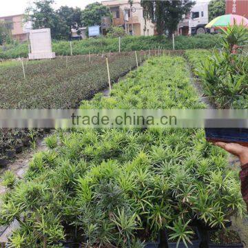 Podocarpus Outdoor Bonsai Export Wholesale photo-3