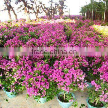 Bougainvillea Shrubs Trees