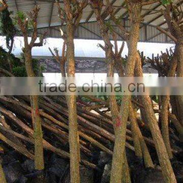 Erythrina crista packing for loading