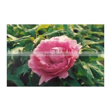 Tree Peony Plant Root Jia Ge Jin Zi