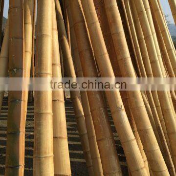 raw moso bamboo poles /canes/sticks