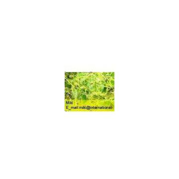 Semen Cuscutae Extract