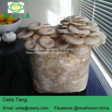 Dried Oyster Mushroom photo-2