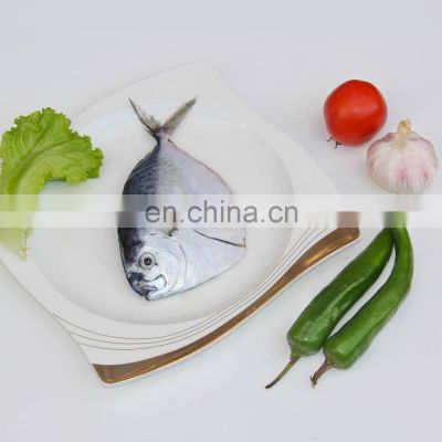 wholesale frozen moonfish frozen moon fish Mene Maculata whole price