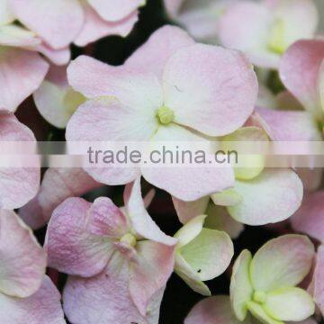 Factory Hotsell Hydrangea Bundle photo-3