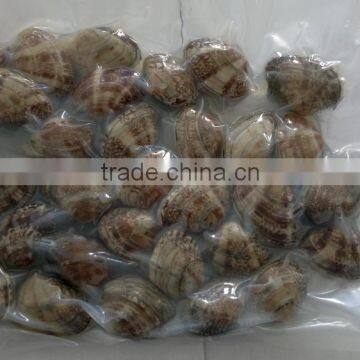 Multi-Language Sites Frozen Short Neck Clam With Shell Frozen Short Neck Clam With Shell Frozen Short Neck Clam With Shell Froz photo-4