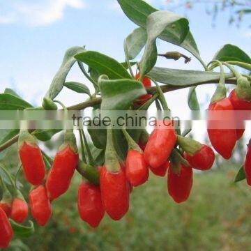 Chinese Matrimony vine Medlar fruit Barbary Wolfberry Fruit Fructus lycii Dried Goji berries Ningxia Dried Goji Berry