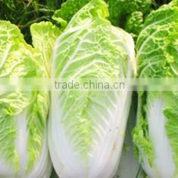 Organic Chinese cabbage