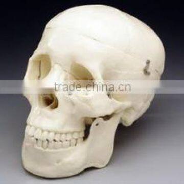 life-size PU Polyurethane foam human skull anatomical skull model