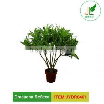 Artificial Dracaena Reflexa