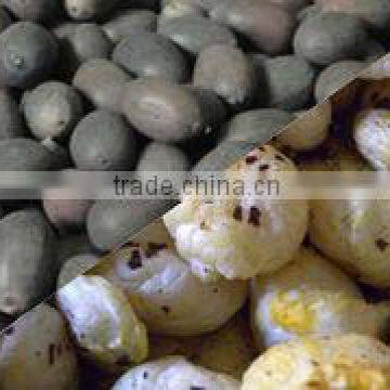 Lotus Seed