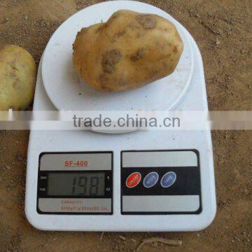 fresh chinese potato