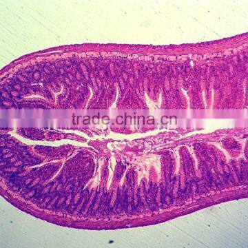 Zoology Animal Histology Prepared Slides for Microscopes photo-6