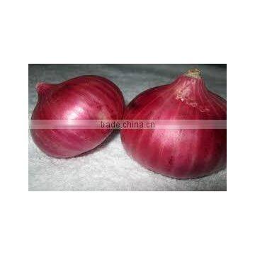 Sweet Red Onion Shipment in Refrigerator Container
