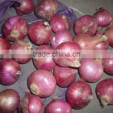 Red onion for the middle east market