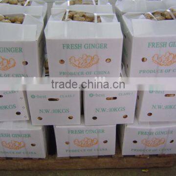 New Fresh Ginger photo-5