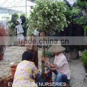 Ficus benjamina