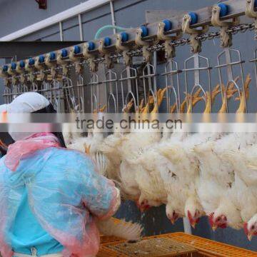 008618052092685 Poultry Chicken Slaughterhouse Equipment|High Quality Chicken Duck Broiler Slauhgtering Production Line photo-5