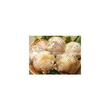 LIVE FRESH/FROZEN SCALLOPS in Shell From Hokkido Japan photo-2