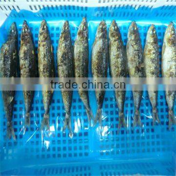 iqf frozen wholesale fresh fish