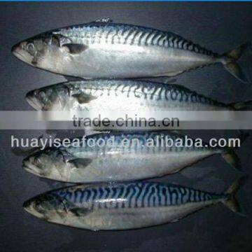 Frozen W/R Pacific Mackerel High-quality Seafood Fresh Fish photo-4