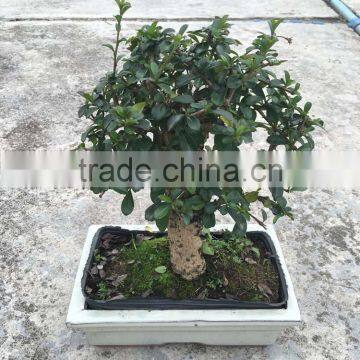 Carmona Microphylla Bosnai photo-2