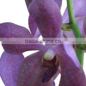 Fresh cut orchids, mokara orchids, fresh cut stem