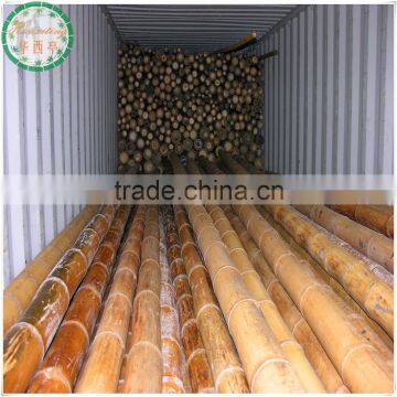 large bamboo sticks poles