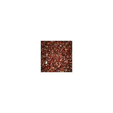 Chestnut photo-3