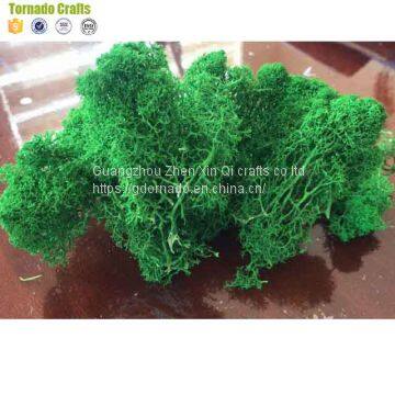 High Quality 500G Per Box Artificial Decorative Moss Preserved Moss for Moss Wall Decoration photo-2