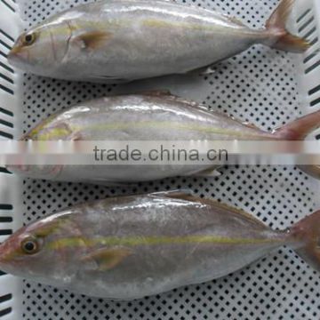 China Exporter Frozen Hamachi with sizes 1000g